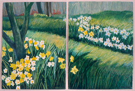 Daffodils and Jonquils